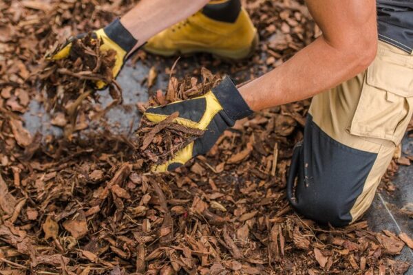 What is Cedar Mulch Everything You Need to Know.